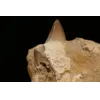 Mosasaur tooth in natural matrix, Morocco Prehistoric Online