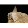 Mosasaur tooth in natural matrix, Morocco Prehistoric Online