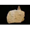 Mosasaur tooth in natural matrix, Morocco Prehistoric Online