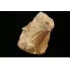 Mosasaur tooth in matrix, Morocco, 3 1/4 inch in sandstone Prehistoric Online