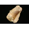 Mosasaur tooth in matrix, Morocco, 3 1/4 inch in sandstone Prehistoric Online