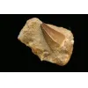 Mosasaur tooth in matrix, Morocco, 3 1/4 inch in sandstone Prehistoric Online