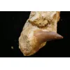 Mosasaur tooth in matrix, Morocco, Natural matrix Prehistoric Online