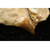 Mosasaur tooth in matrix, Morocco, Natural matrix Prehistoric Online