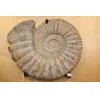 Agadir Ammonite,19 inch diameter Prehistoric Online