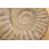 Agadir Ammonite,19 inch diameter Prehistoric Online