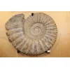 Agadir Ammonite,19 inch diameter Prehistoric Online