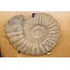 Agadir Ammonite,19 inch diameter Prehistoric Online