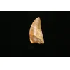 Carcharodontosaurus tooth, 2 inches Prehistoric Online