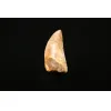 Carcharodontosaurus tooth, 2 inches Prehistoric Online