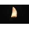 Carcharodontosaurus tooth, 2 inches Prehistoric Online