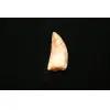 Carcharodontosaurus tooth, 2 inches Prehistoric Online