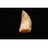 Carcharodontosaurus tooth, 2 inches Prehistoric Online