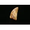 Carcharodontosaurus tooth, 2 inches Prehistoric Online