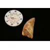 Carcharodontosaurus tooth, 2 inches Prehistoric Online