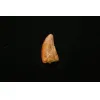 Carcharodontosaurus tooth, 1 inch Prehistoric Online