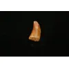 Carcharodontosaurus tooth, 1 inch Prehistoric Online