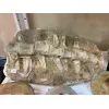 Mosasaur Spine Column,  Khourigba, Morocco Prehistoric Online