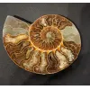 Ammonite, Madagascar, 5.25×5.25″ Prehistoric Online