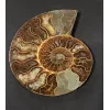 Ammonite, Madagascar, 5.25×5.25″ Prehistoric Online