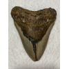 Megalodon Tooth  South Carolina 5.33 inch Prehistoric Online