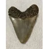 Megalodon Tooth  South Carolina 5.33 inch Prehistoric Online