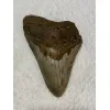 Megalodon Tooth  South Carolina 5.02 inch Prehistoric Online