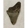 Megalodon Tooth  South Carolina 5.02 inch Prehistoric Online