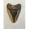 Megalodon Tooth  South Carolina 5.63 inch Prehistoric Online