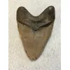 Megalodon Tooth  South Carolina 5.63 inch Prehistoric Online