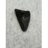 Megalodon Tooth, South Carolina, 2.26 inch Prehistoric Online