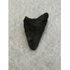 Megalodon Tooth, South Carolina, 2.26 inch Prehistoric Online