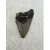 Megalodon Tooth,  South Carolina  4.50 inch Prehistoric Online