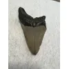 Megalodon Tooth,  South Carolina  4.50 inch Prehistoric Online