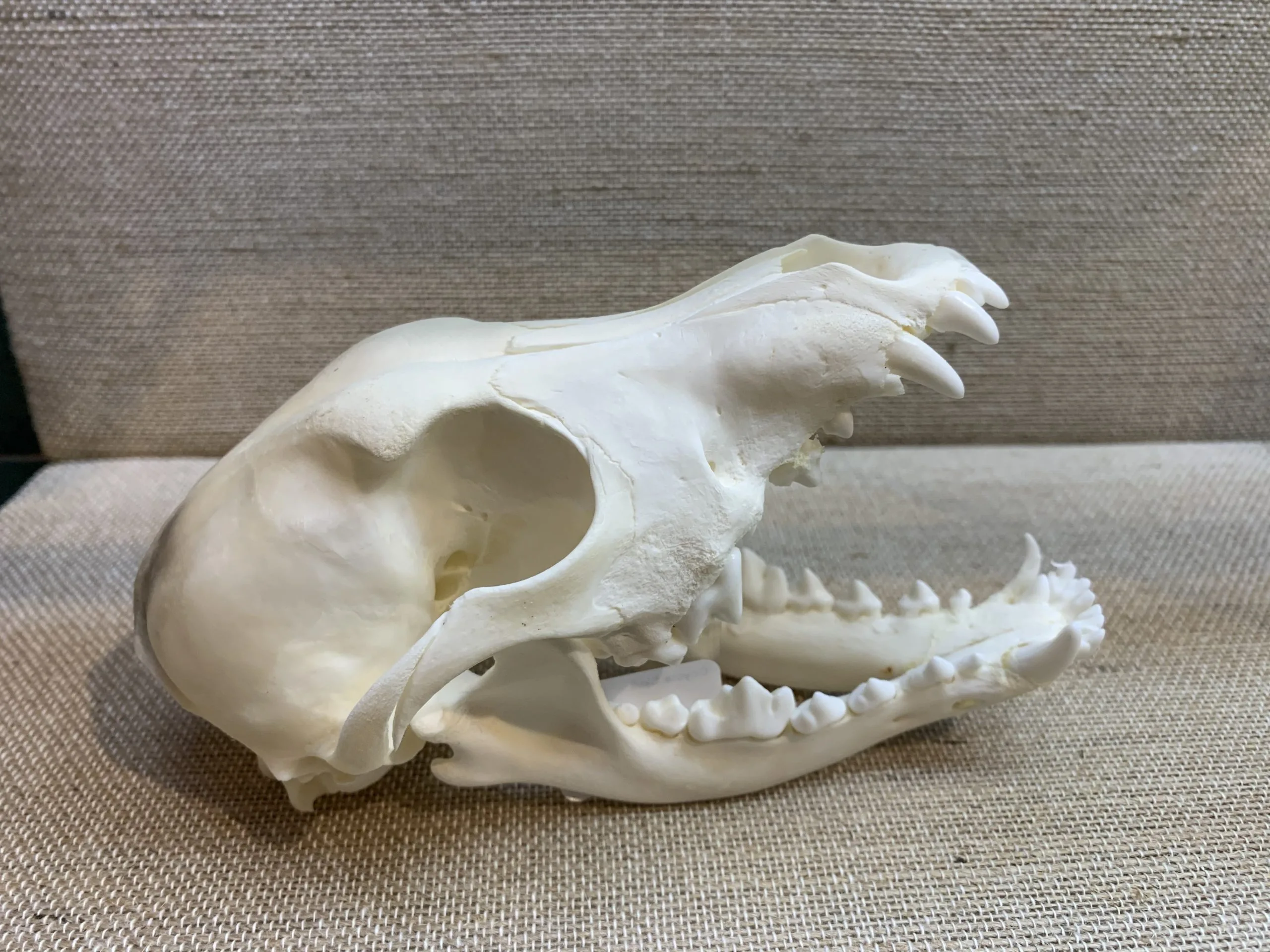 coyote skull