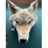 Blonde Coyote Taxidermy Very Rare Prehistoric Online