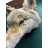 Blonde Coyote Taxidermy Very Rare Prehistoric Online