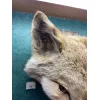 Blonde Coyote Taxidermy Very Rare Prehistoric Online