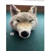 Blonde Coyote Taxidermy Very Rare Prehistoric Online