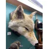 Blonde Coyote Taxidermy Very Rare Prehistoric Online