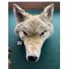 Blonde Coyote Taxidermy Very Rare Prehistoric Online