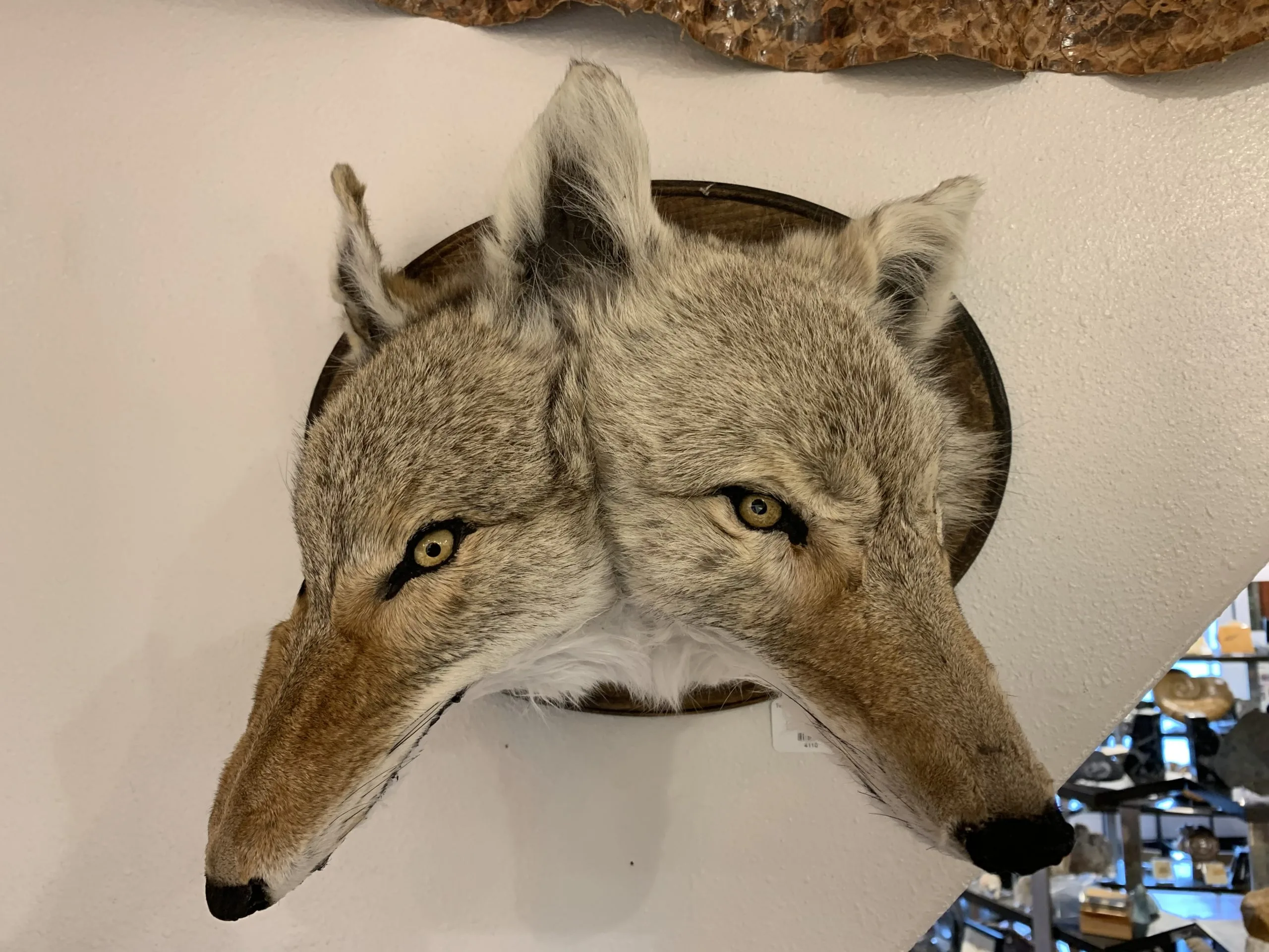 Coyote taxidermy for Sale in Orlando, FL - OfferUp