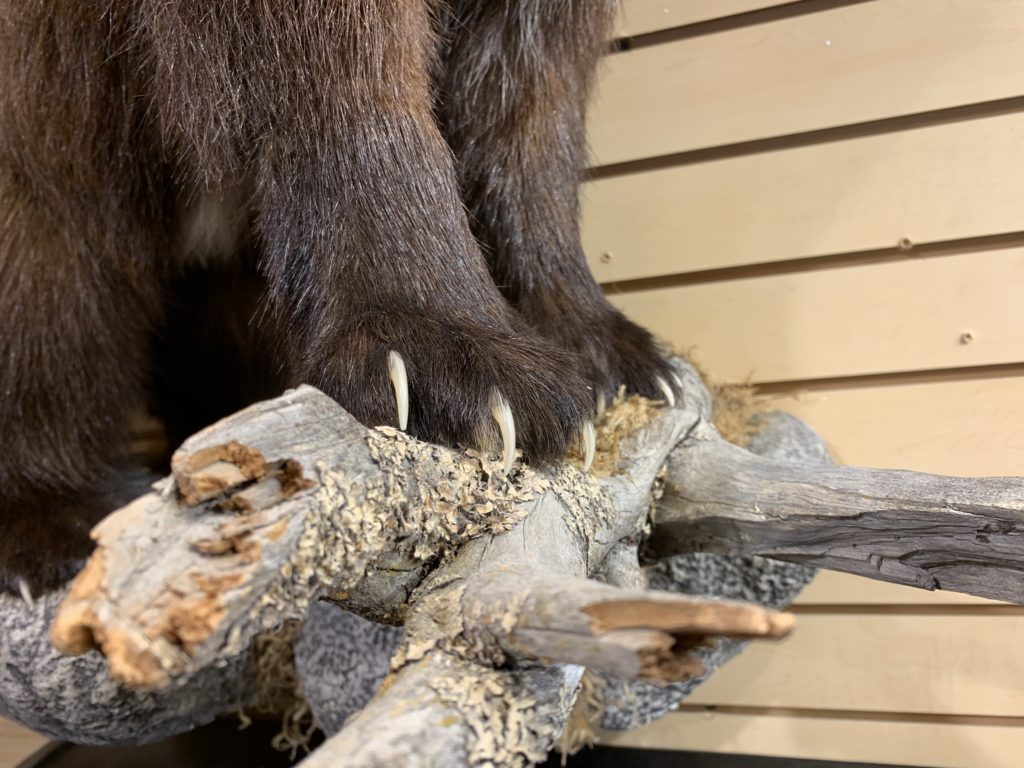 Wolverine world class Top Taxidermist » Prehistoric Online