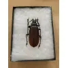 Titanus Giganteus Beetle Massive 109mm Prehistoric Online