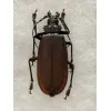 Titanus Giganteus Beetle Massive 109mm Prehistoric Online