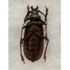 Titanus Giganteus Beetle Massive 109mm Prehistoric Online