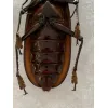 Titanus Giganteus Beetle Massive 109mm Prehistoric Online