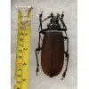 Titanus Giganteus Beetle Massive 109mm Prehistoric Online