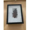 Titanus Giganteus Beetle Massive 109mm Prehistoric Online