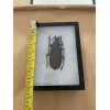 Titanus Giganteus Beetle Massive 109mm Prehistoric Online